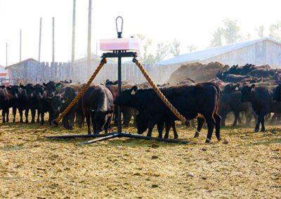 Cattle rubbing against Pioneer Coupler Cattle Oiler