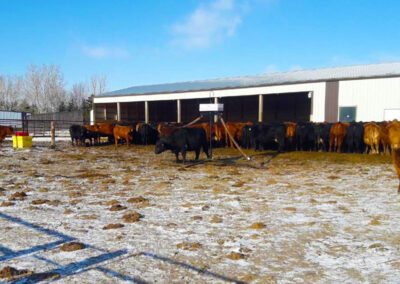Cattle with Pioneer Coupler Cattle Oiler
