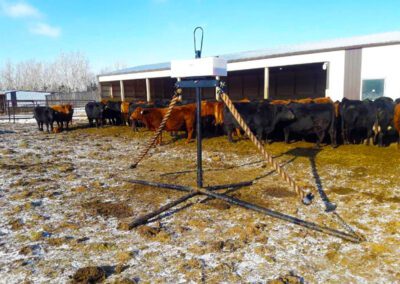 Pioneer Coupler Cattle Oiler with Cattle in background